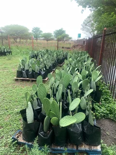 Prickly pear plants