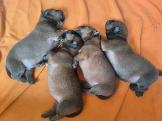 Chinese chow chow puppies