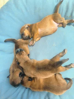 Chinese chow chow puppies