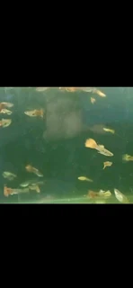 Beautiful Colourful Guppy Fish R10 Each