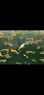 BEAUTIFUL COLOURFUL GUPPY FISH R10 EACH