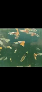 BEAUTIFUL COLOURFUL GUPPY FISH R10 EACH