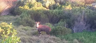 Golf/Security/Lifestyle Estate, NEW 4 Bedroom House, St Francis Links