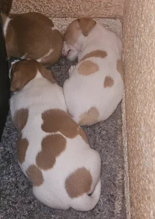 Jack Russell Puppies