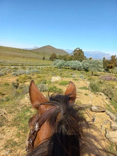 Worcester Livery / Stabling