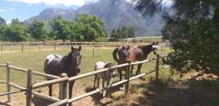 Worcester area livery / stabling