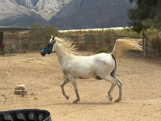 Arabian mare