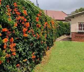 1bed cottage apartment studio bachelor Flat Essexwold Bedfordview Easy Access to Airport Edenvale N3