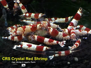 Shrimp Autumn Sale