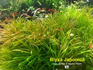 Aquarium underwater plant sale