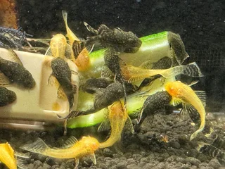 Fresh water Shrimp Sale