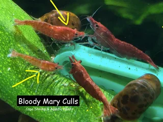 Fresh water Shrimp Sale