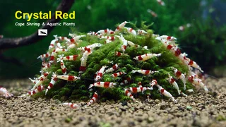 Fresh water Shrimp Sale