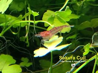 Fresh water Shrimp Sale