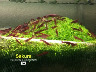 Fresh water Shrimp Sale