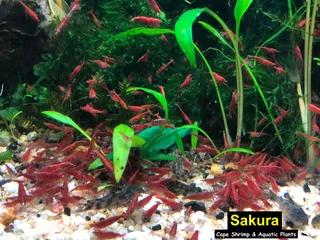 Fresh water Shrimp Sale