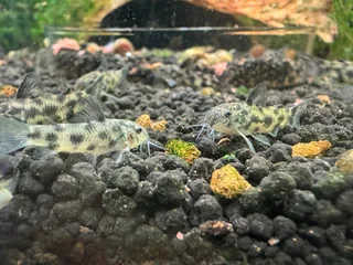 Fresh water Shrimp Sale
