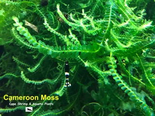 Aquatic aquarium plants