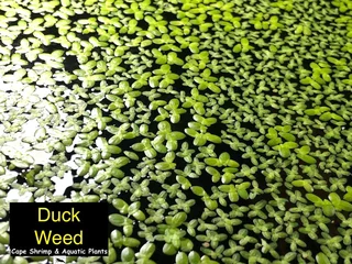 Aquatic aquarium plants