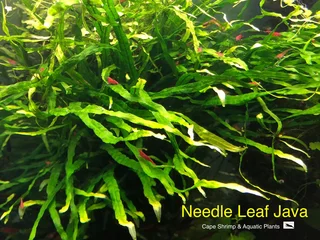 Aquatic aquarium plants