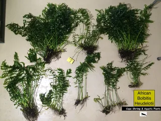 Aquatic aquarium plants