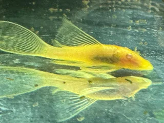 Tropical Fish - Ancistrus &amp; Corydoras