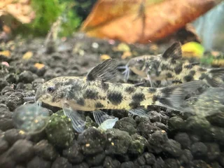 Tropical Fish - Ancistrus &amp; Corydoras