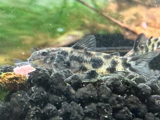 Tropical Fish - Ancistrus &amp; Corydoras