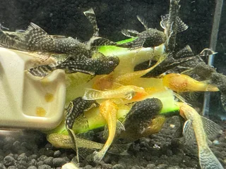 Tropical Fish - Ancistrus &amp; Corydoras