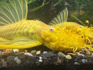 Tropical Fish - Ancistrus &amp; Corydoras