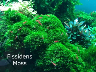 Aquatic aquarium plants