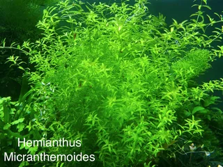 Aquarium Aquatic Underwater Plants