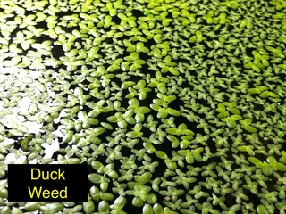 Aquarium Aquatic Underwater Plants