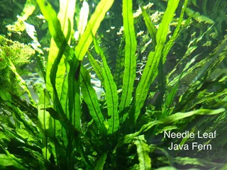 Aquarium Aquatic Underwater Plants