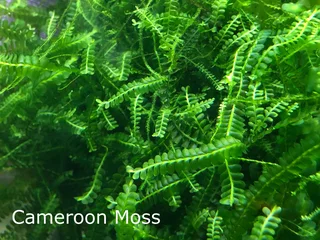 Aquarium Aquatic Underwater Plants