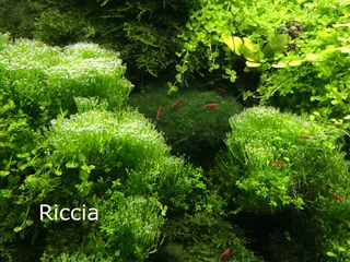 Aquarium Aquatic Underwater Plants