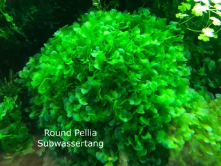 Aquarium Aquatic Underwater Plants