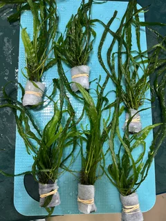 Aquarium Aquatic Underwater Plants