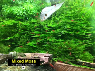 Aquarium Aquatic Underwater Plants