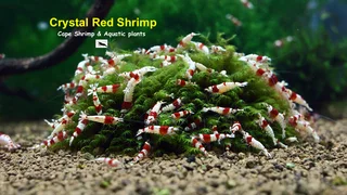 Fresh water Shrimp