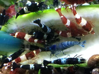 Fresh water Shrimp