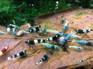 Fresh water Shrimp