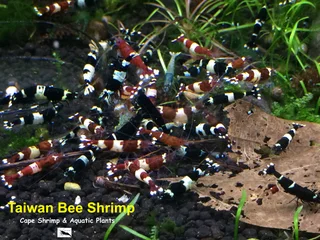 Fresh water Shrimp