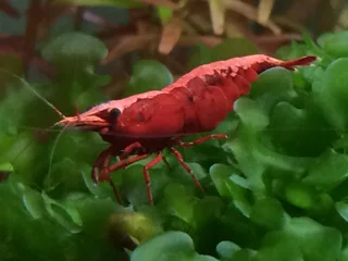 Fresh water Shrimp