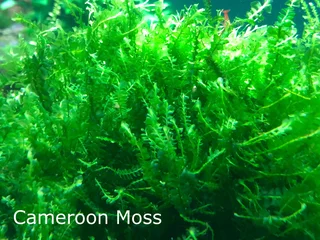 Aquatic Aquarium Underwater Plants