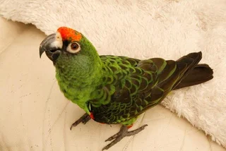Jardiene parrot