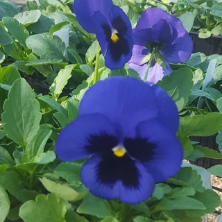 Seedlings, Flowers, Veggies, Herbs