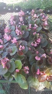 Seedlings, Flowers, Veggies, Herbs