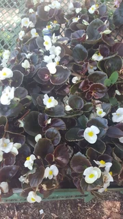 Seedlings, Flowers, Veggies, Herbs