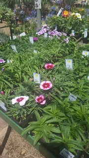 Seedlings, Flowers, Veggies, Herbs